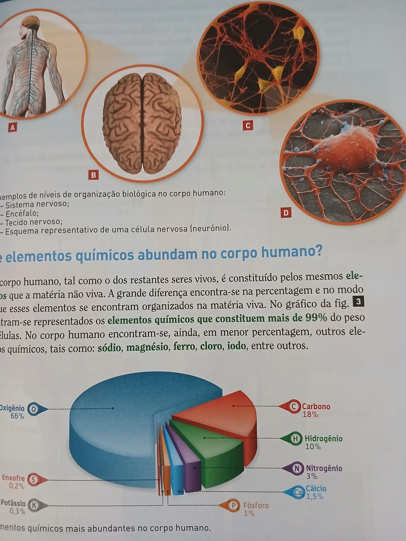 Compreender o corpo humano 9 - manual  – photo 4
